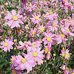 Anemone hupehensis - Prinz Heinrich - Wind Flower