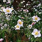 Anemone X hybrida - Robustissima