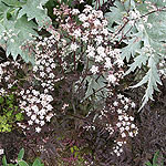 Anthriscus sylvestris - Ravenswing - Purple cow parsley