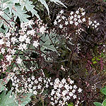 Anthriscus sylvestris - Ravenswing - Purple cow parsley - 2nd Image