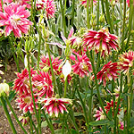 Aquilegia vulgaris - Nora Barlow - Columbine, Aquilega