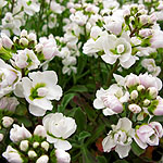 Arabis alpina - Flore Pleno - Rock Cress