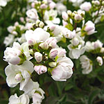 Arabis alpina - Flore Pleno - Rock Cress - 2nd Image