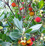 Arbutus unedo - Strawberry Tree