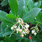 Arbutus unedo - Strawberry Tree - 2nd Image