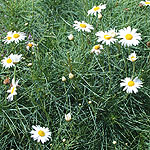 Argyranthemum gracile - Chelsea Girl - Argaranthemum, Marguerite