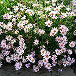 argyranthemum - petit pink - Argyranthemum, Marguerite - 2nd Image