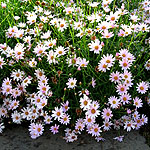 Argyranthemum - petit pink - Argyranthemum, Marguerite - 2nd Image