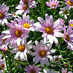 Argyranthemum - petit pink - Argyranthemum, Marguerite