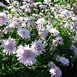 Argyranthemum - Powder Puff - Argyrantehmum, Marguerite - 2nd Image