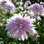 Argyranthemum - Powder Puff - Argyrantehmum, Marguerite