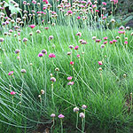 Armeria maritima - Thrift, Armeria