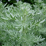 Artemisia absinthium - Lambrook Silver - Mugwort, Artemisia