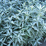 artemisia ludoviciana - Valerie Finnis - Artemisia