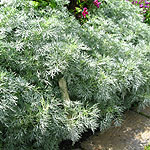 Artemisia - Powis Castle - Southernwood, Artemisia