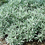 Artemisia ludoviciana - Silver Queen - Artemisia