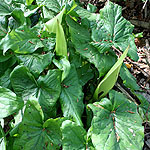 Arum maculatum - Lords and ladies, Arum