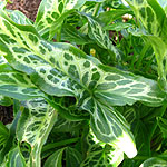 Arum italicum - Marmoratum - Cuckoo Pint, Arum