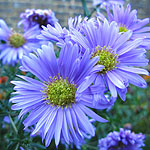 Aster novi - belgii - Ada Ballard - Aster Daisy