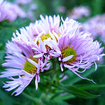 Aster  novae-angliae - Harringtons Pink - Aster