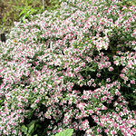 Aster lateriflorus - Horizontalis - Aster - 2nd Image