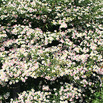 Aster lateriflorus - Aster