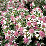 Aster lateriflorus - Horizontalis - Aster