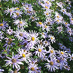 Aster X fricartii - Monch - Michaelmas Daisy