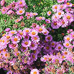 Aster novae-anglias - Roter Stern - Michealmas Daisy