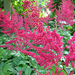 Astilbe x arendsii - Glut - Astilbe