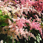 Astilbe - Elegans - Goatbeard, Astilbe