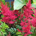 Astilbe - Red Sentinal - Astilbe