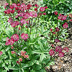 Astrantia major - Ruby Wedding