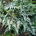 Athyrium niponicum - Pictum - Lady Fern, Athyrium - 2nd Image