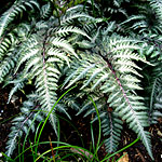 Athyrium niponicum - Pictum - Lady Fern, Athyrium