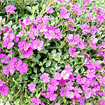 Aubretia deltoidea - Aubretia