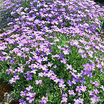 Aubretia kotschyi - Aubretia