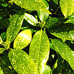 Aucuba japonica - Variegata - Spotted Laurel