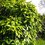 Aucuba japonica - Variegata - Spotted Laurel - 2nd Image