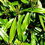 Aucuba japonica - Salicifolia - Aucuba