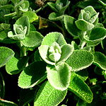 Ballota pseudodictamnus - Shrubby Horehound