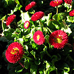 Bellis  perennis - Bellisima Red - Ornamental daisy