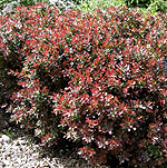 Berberis thunbergii - Atropurpurea Nana