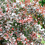 Berberis thunbergii - Atropurpurea - Barberry