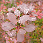 Berberis thunbergii - Atropurpurea - Barberry - 3rd Image