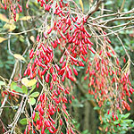 Berberis koehneana - Auramea