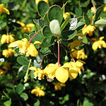 Berberis  buxifolia - Nana - Berberis - 2nd Image