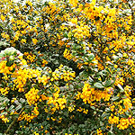 Berberis Darwinii - Berberis