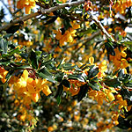 Berberis lologensis - Apricot Queen - Berberis