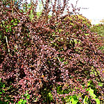 Berberis ottawensis - Superba - Barberry, Berberis